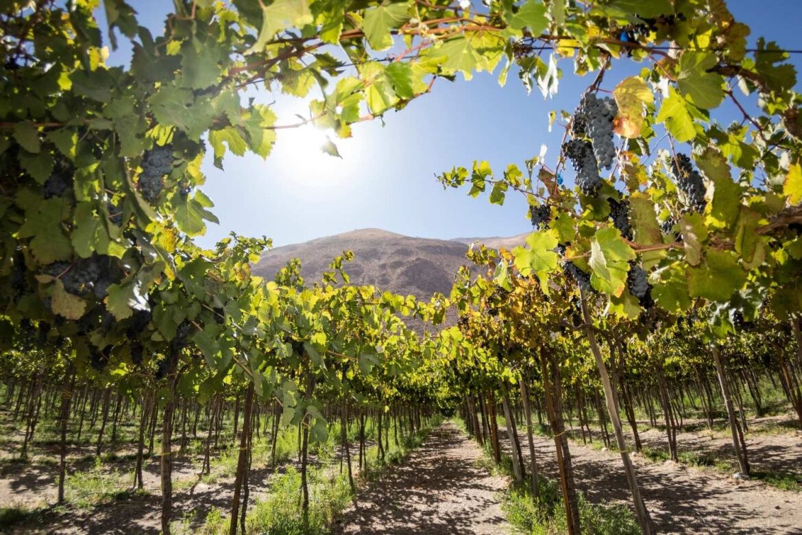 Changement climatique et vins