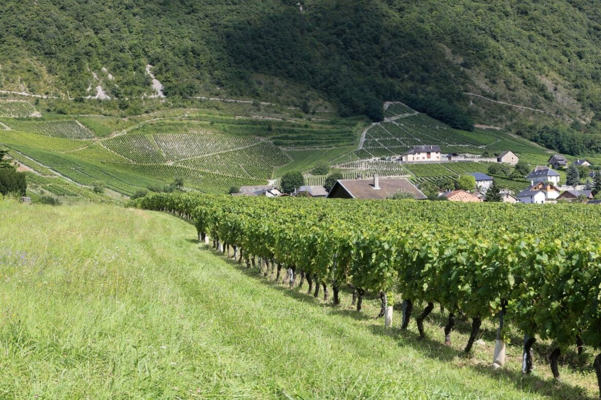 Reconnaître les vins de Savoie