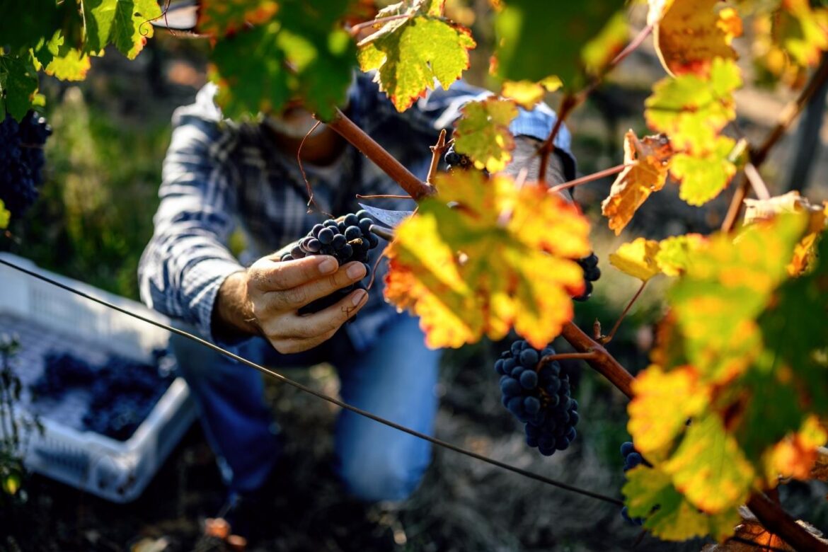 Les techniques ancestrales de vinification