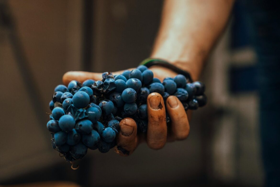 Qu’est-ce qu’un vin primeur à Bordeaux