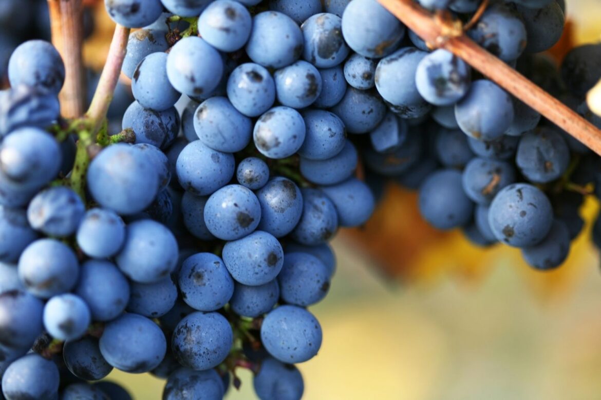Actualités des vins biologiques